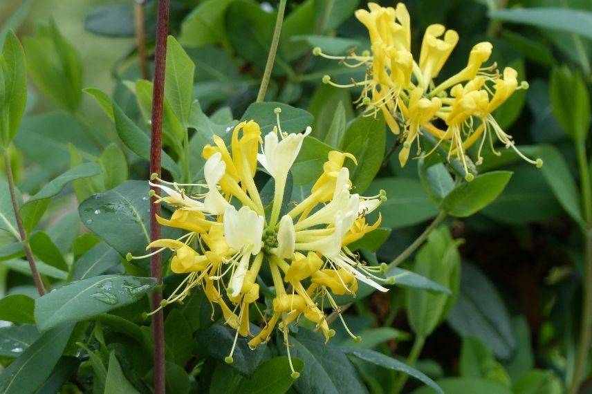 lonicera, chèvrefeuille très parfumé jaune