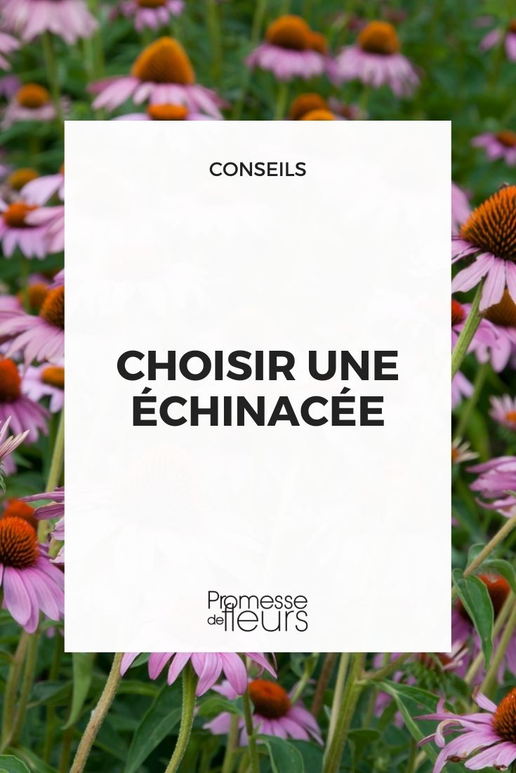 choisir echinacea