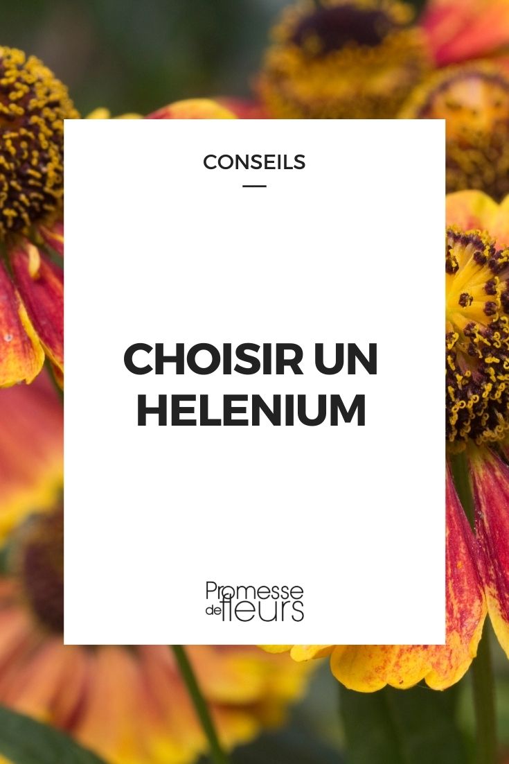 choisir helenium