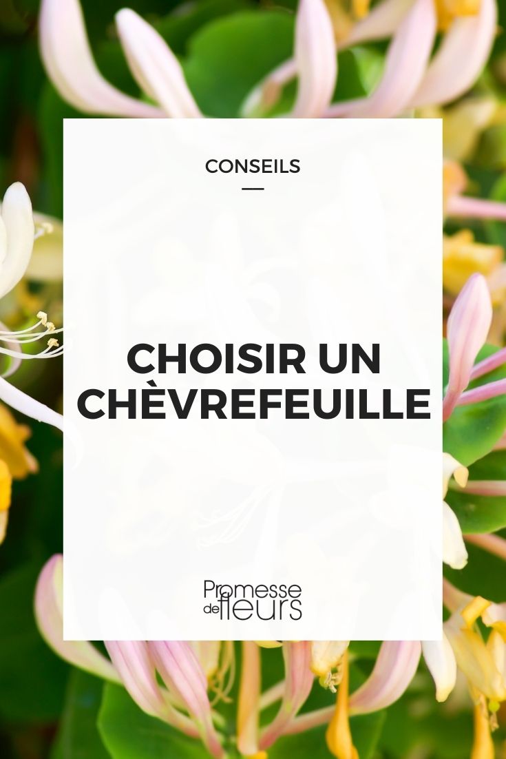 choisir un chèvrefeuille