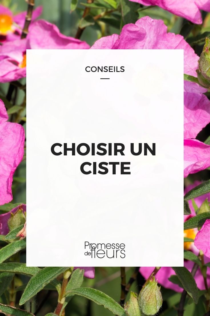 choisir un ciste