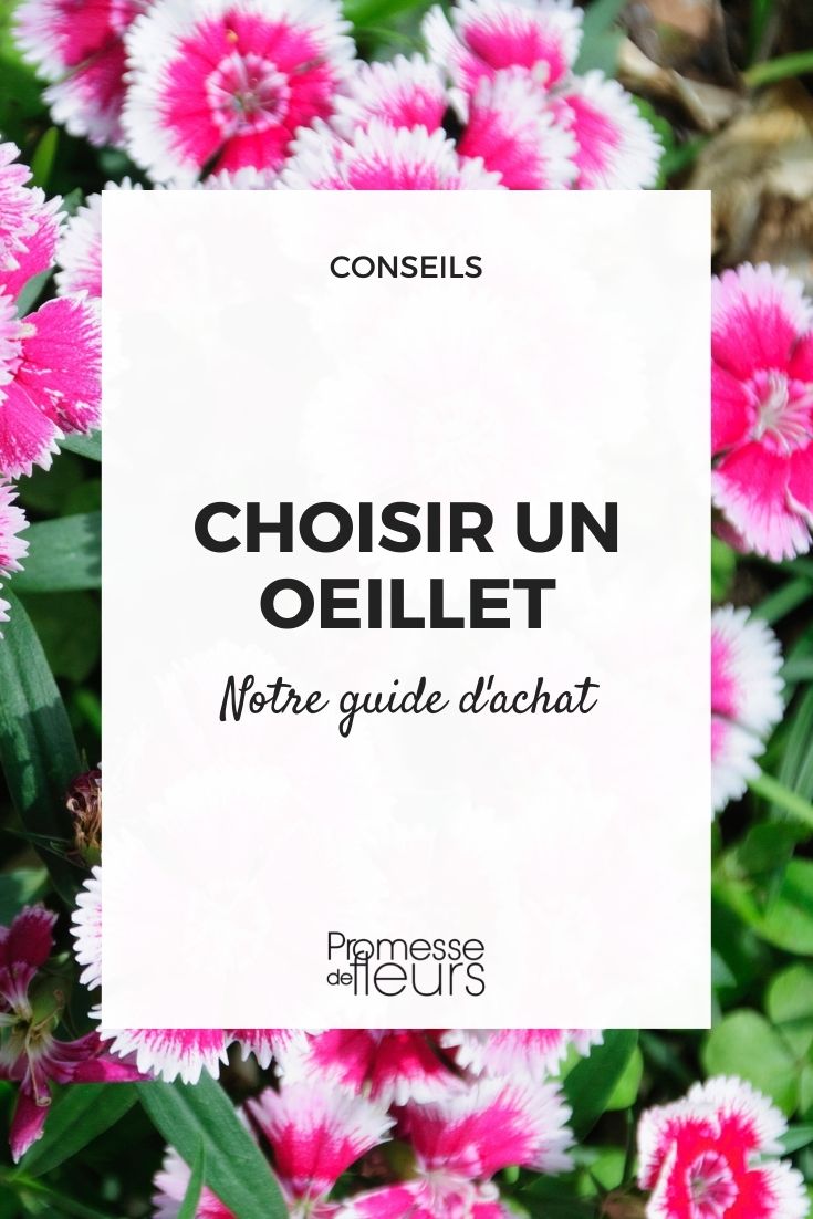 choisir un dianthus