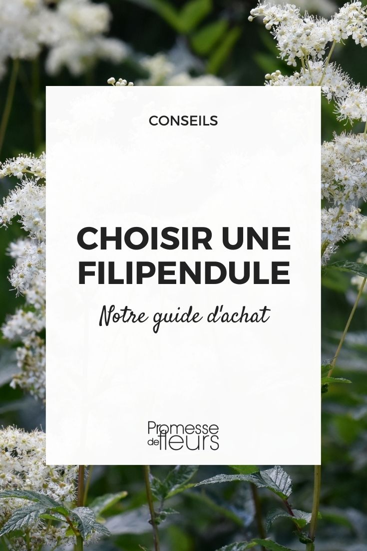 choisir une filipendula