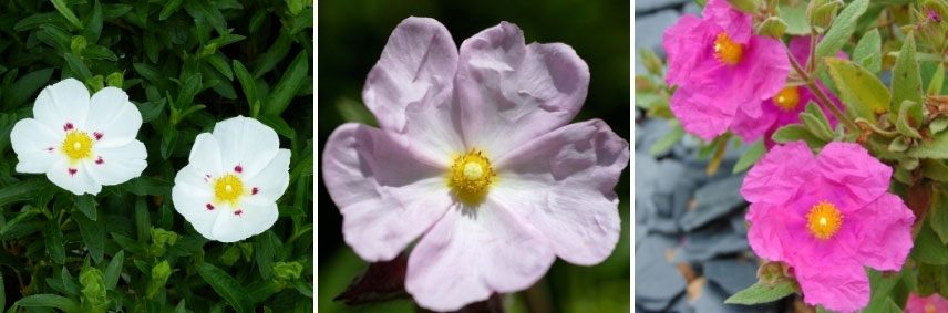 Les cistes, dans les teinte blanches, rose clair et rose pourpre