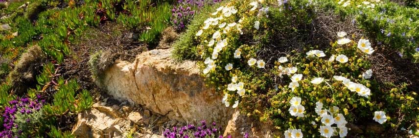 Cistus dans le maquis