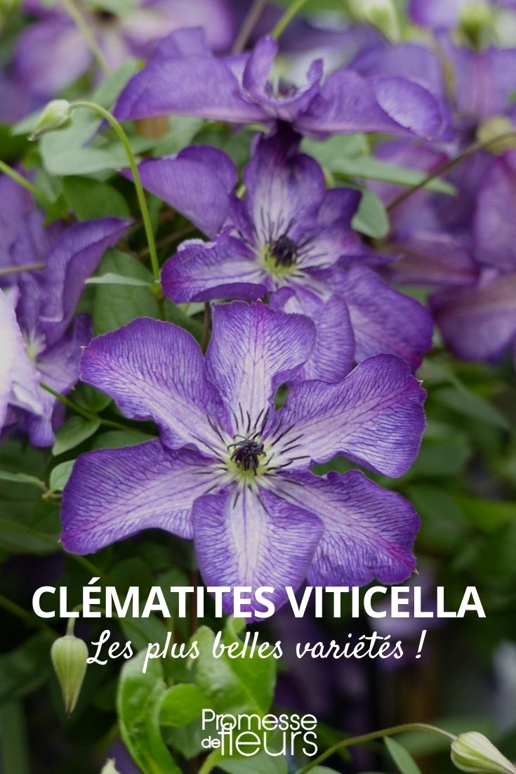 clematite viticella