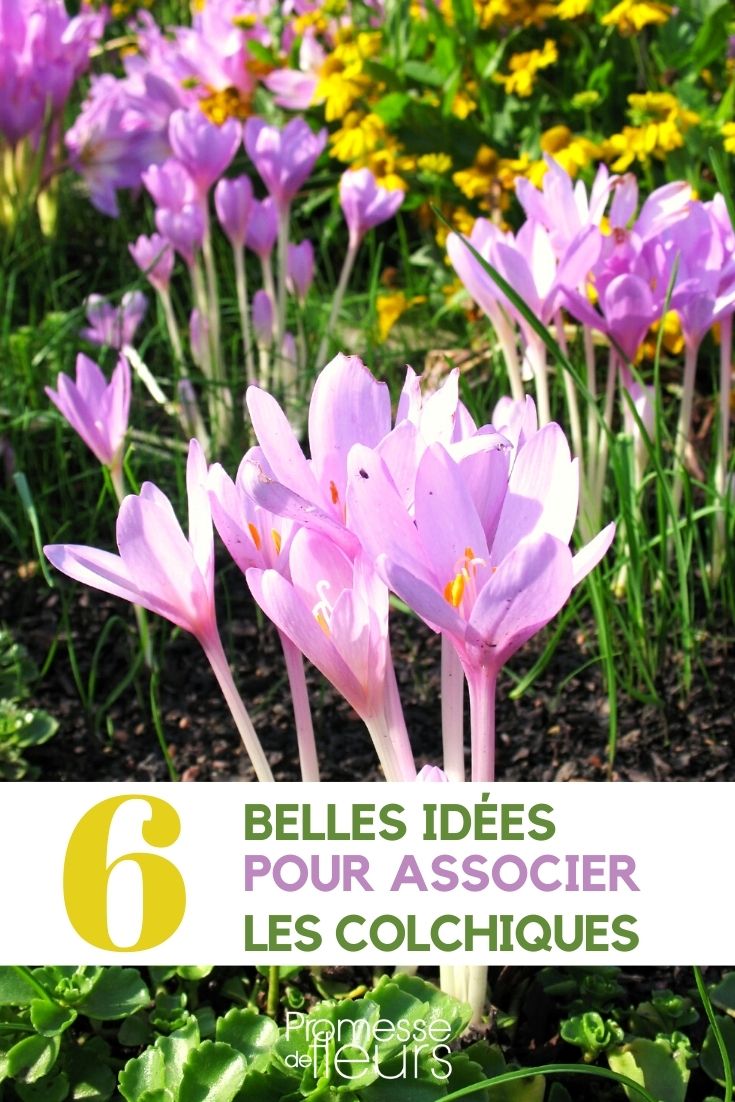 Comment associer les colchiques ? - Promesse de Fleurs