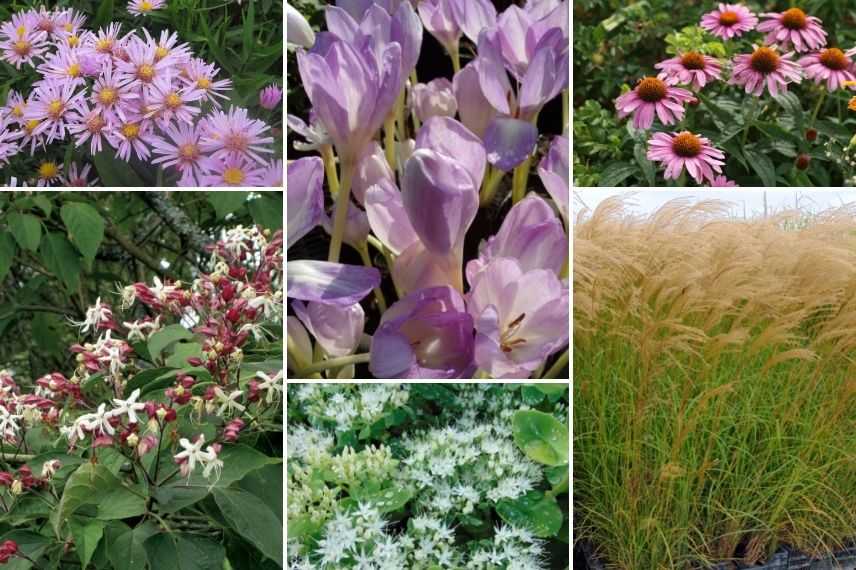 colchicum, associer le colchique dans un massif à floraison tardive