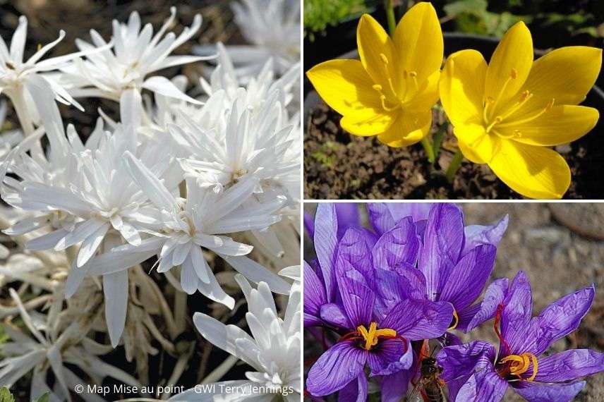 avec quoi planter le colchique, colchicum, associer le colchique dans une pelouse