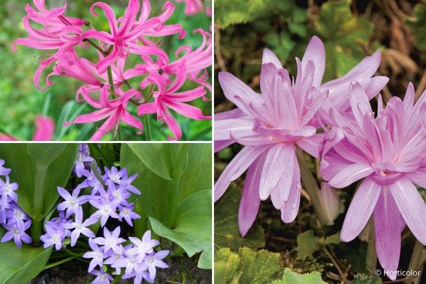 avec quoi planter le colchique, colchicum, associer le colchique dans une potée