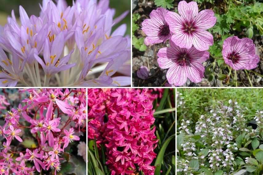 avec quoi planter le colchique, colchicum, associer le colchique en rocaille