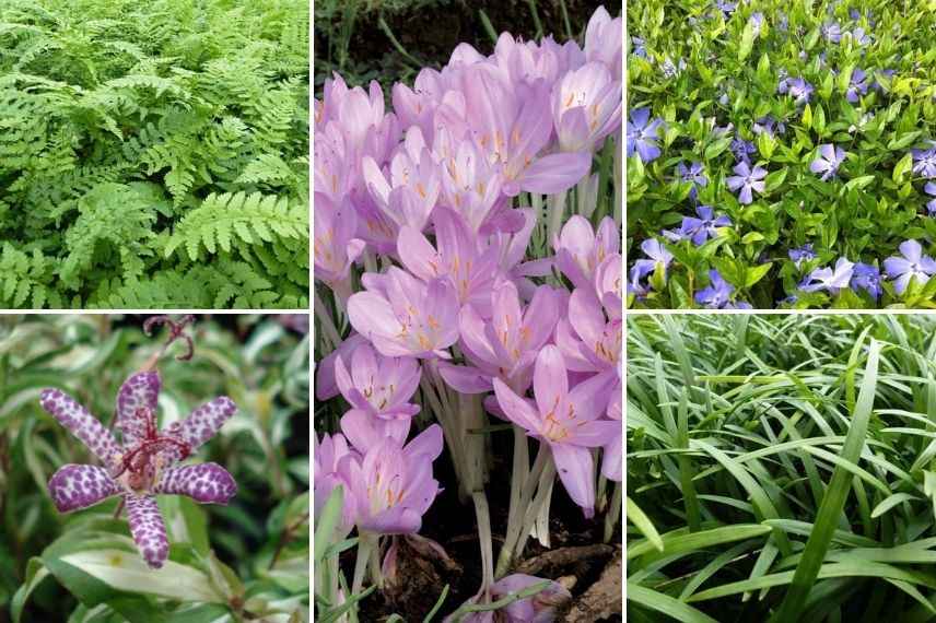 avec quoi planter le colchique, colchicum, associer le colchique à l'ombre