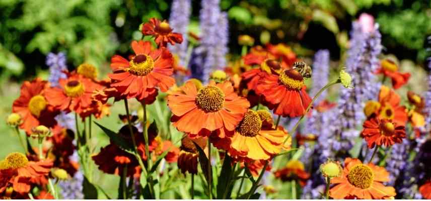 Choisir une Hélénie, Choisir Helenium, belles varietes Heleniums, Belles varietes Helenies, belles grandes marguerites