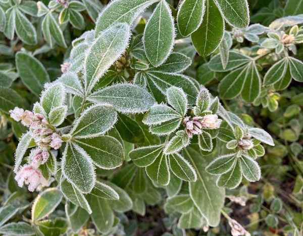 Comment les plantes résistent-elles au froid ?