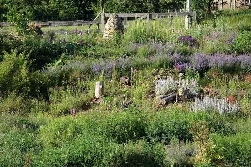 Un jardin-friche pour les chardonnerets : préparez les graines pour vos  futurs semis - Oiseaux et papillons au jardin