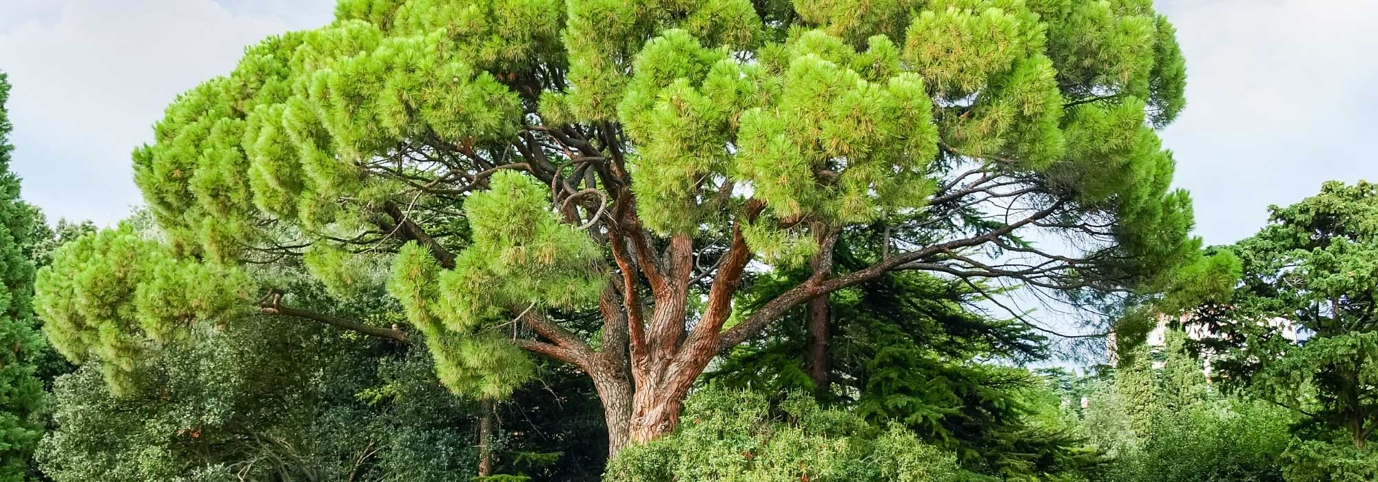 7 conifères pour un jardin méditerranéen