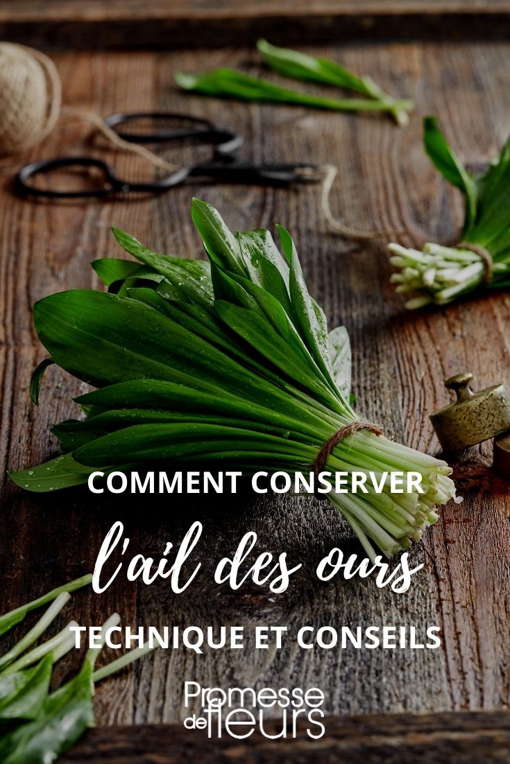 conserver et utiliser l'ail des ours