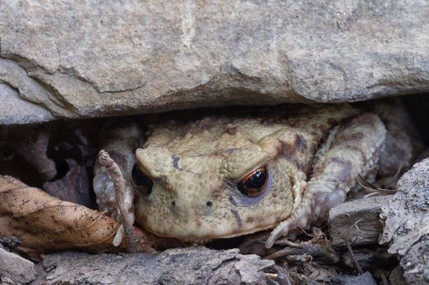 bufo bufo, protéger le crapaud, créer un abri pour crapaud