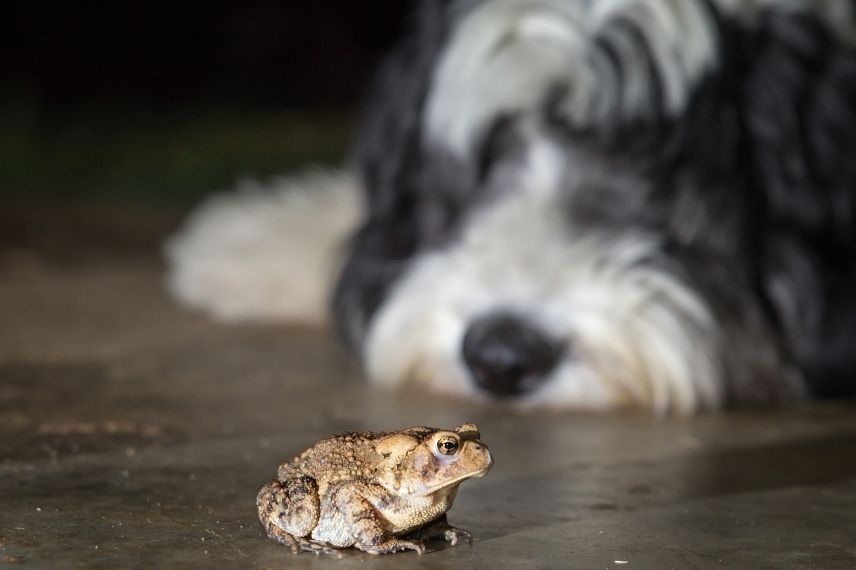 bufo bufo, toxicité du crapaud, chien et crapaud