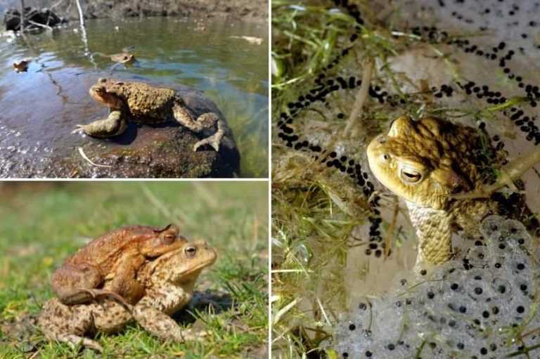 Crapaud Dans Le Jardin Signification Spirituelle Le crapaud, un animal utile à préserver - Promesse de Fleurs