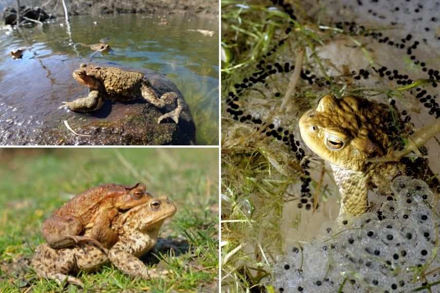 bufo bufo, crapaud, amphibien