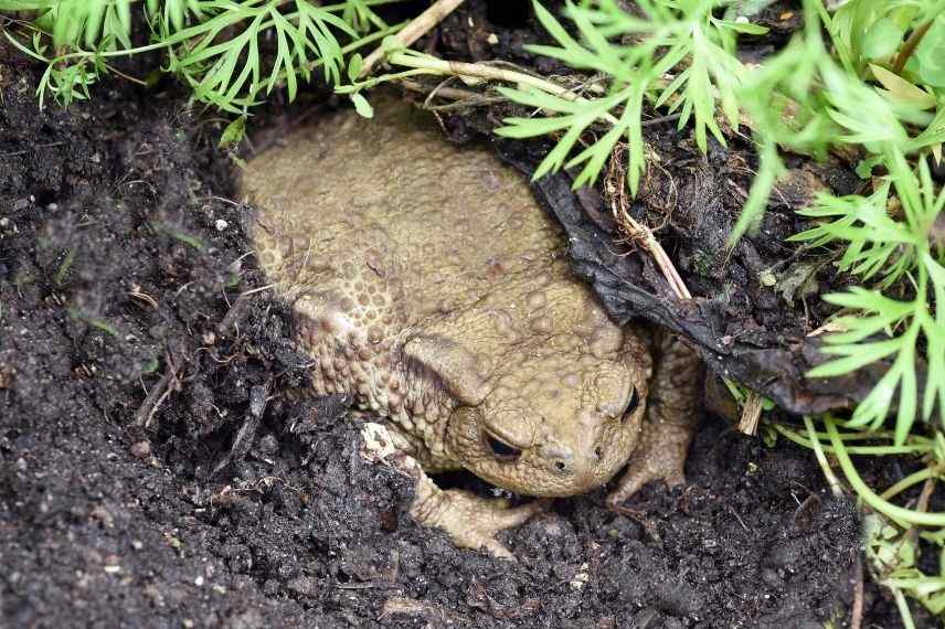 bufo bufo, crapaud au jardin