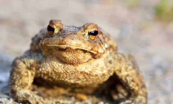 Le crapaud, un animal utile à préserver - Promesse de Fleurs