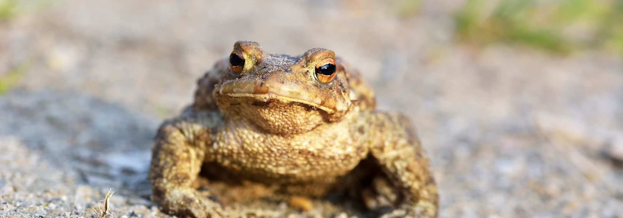 Le crapaud, un animal utile à préserver