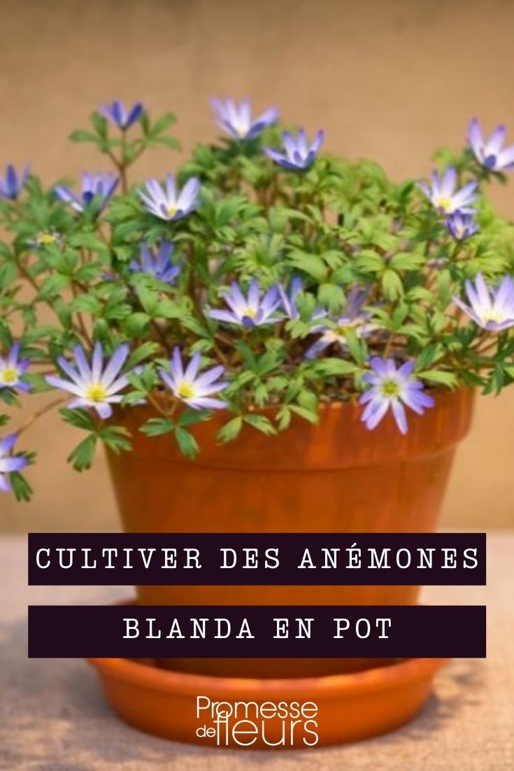 cultiver anemone blanda e