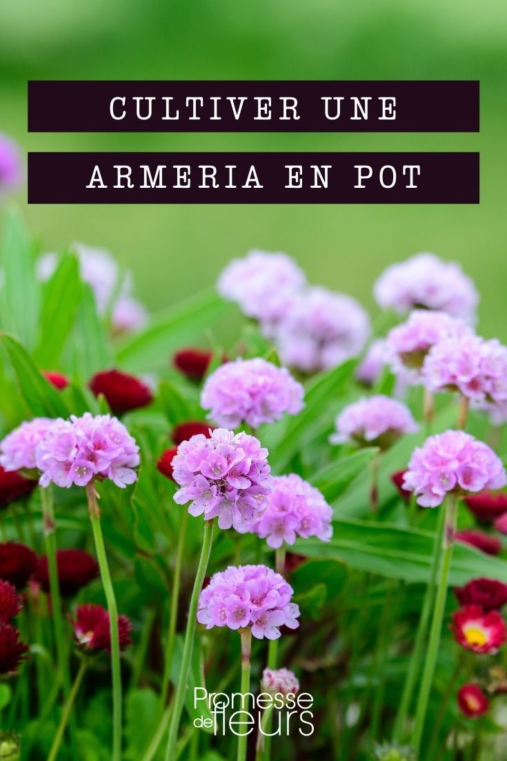 cultiver armeria en pot