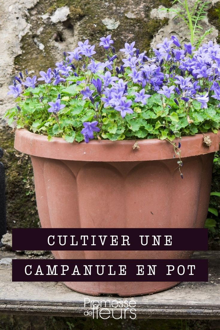 cultiver campanule en pot