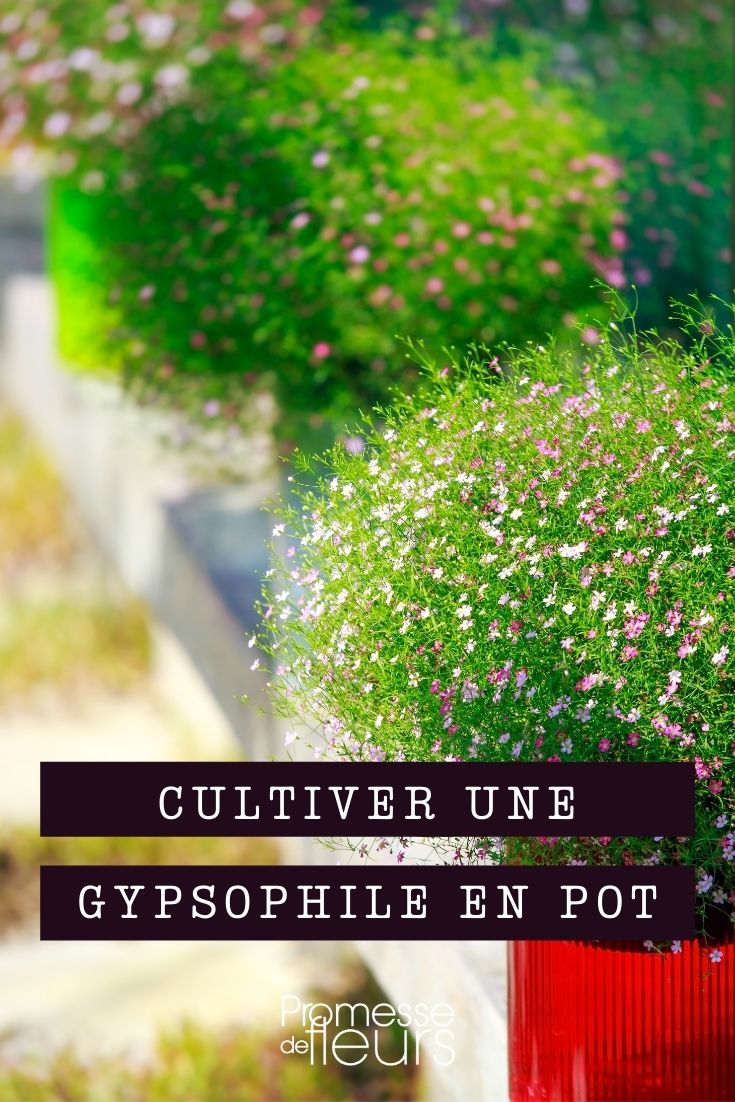 cultiver gypsophile en pot