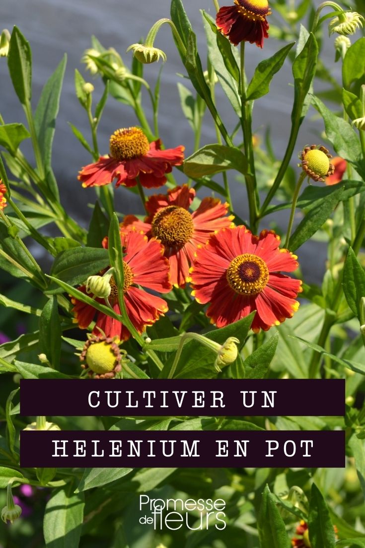 cultiver helenium en pot