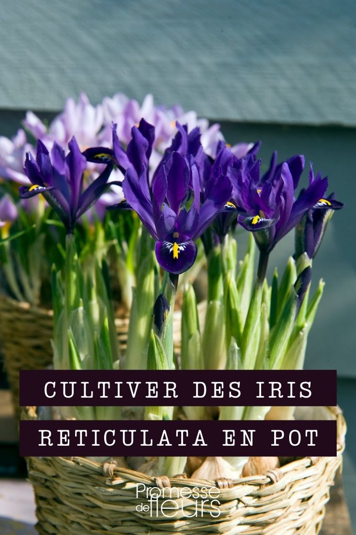 cultiver des iris reticulata en pot