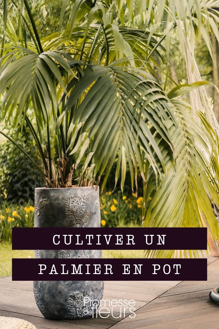 cultiver palmier en pot