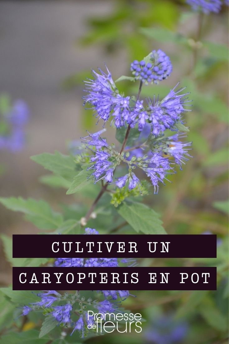 cultiver un caryopteris en pot