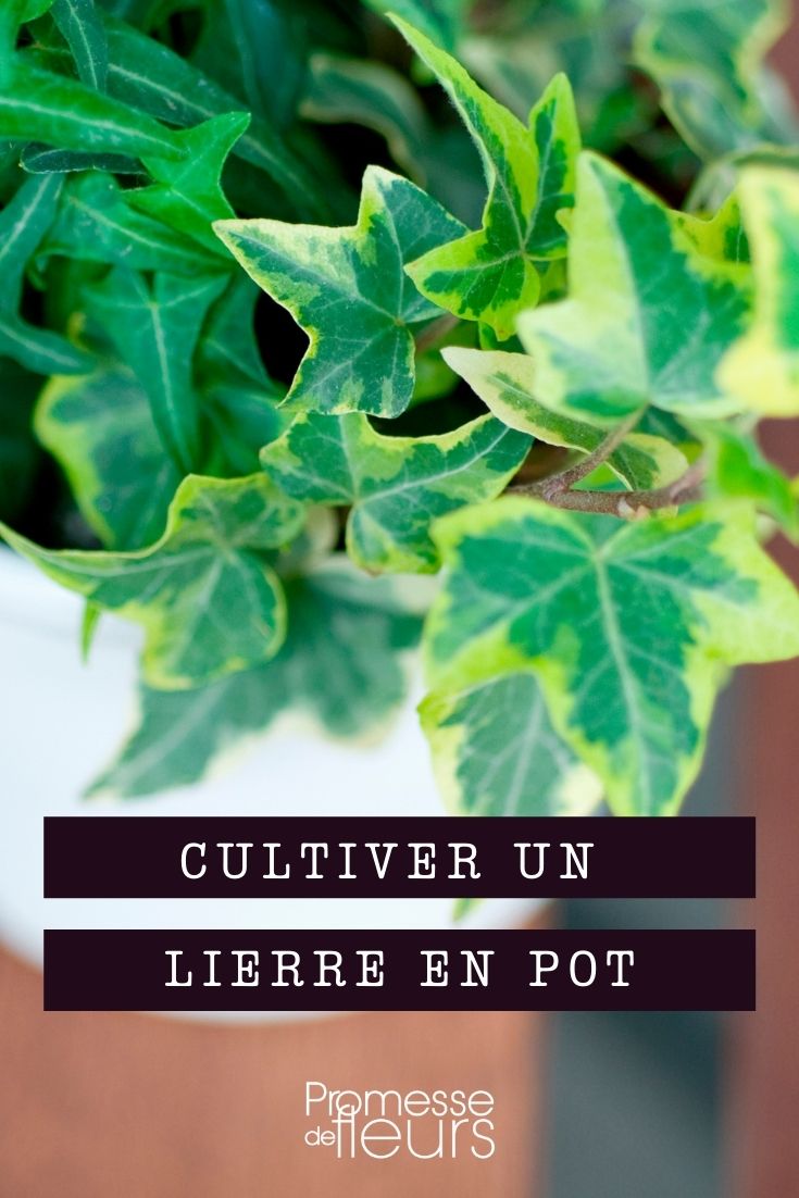 lierre en pot