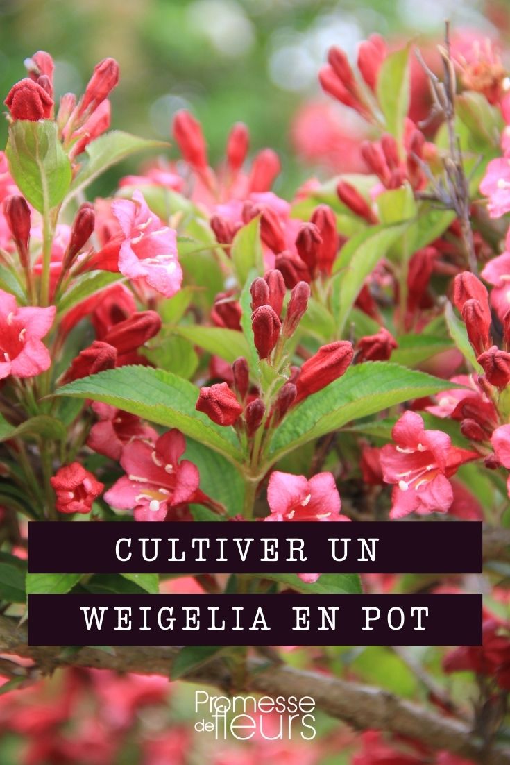 cultiver un weigelia en pot