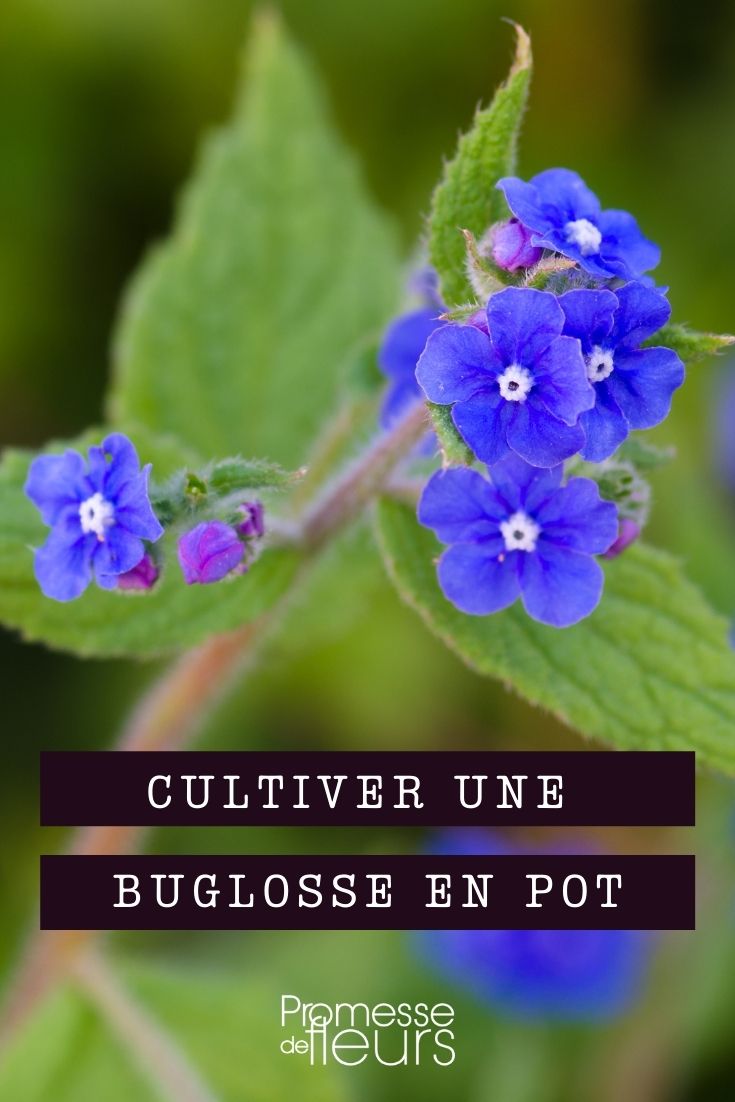 buglosse, anchusa : culture en pot