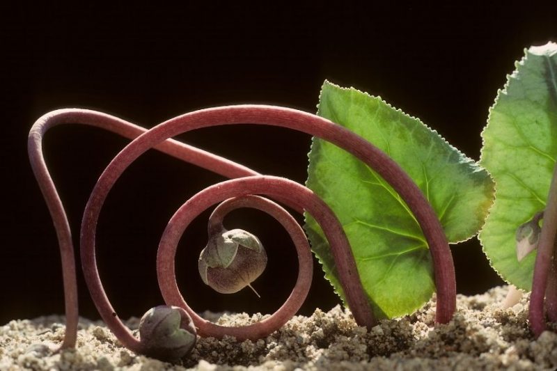 tutoriel pour semer des graines de cyclamen