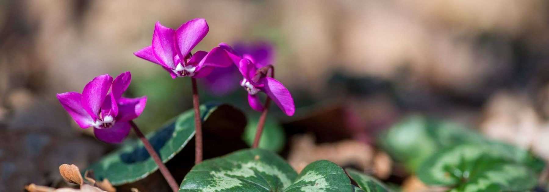 Comment associer les cyclamens de Naples ?