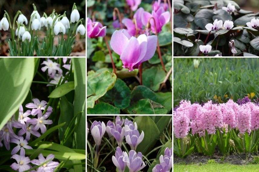 associer les cyclamens de naple avec des bulbes