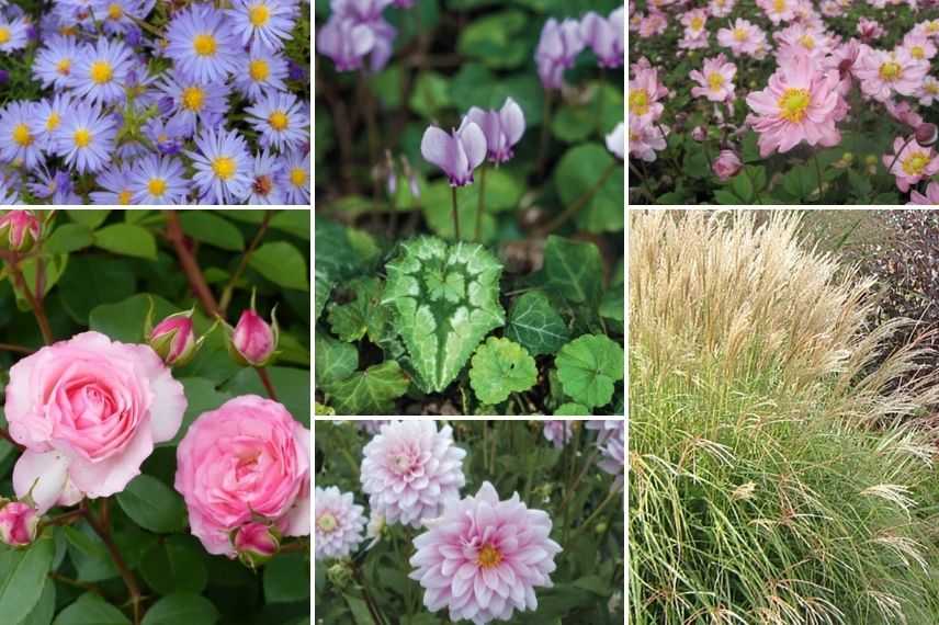 associer les cyclamens de naples dans un massif