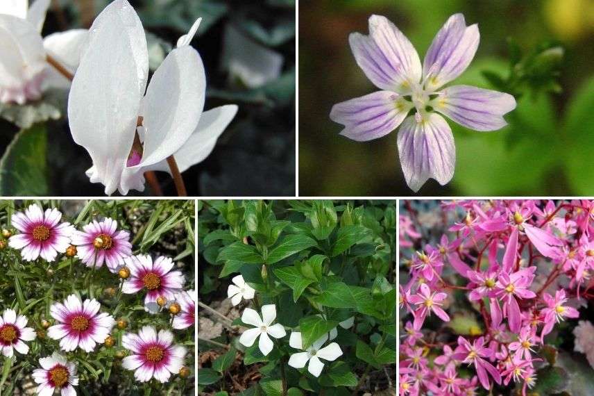 associer les cyclamens de naples avec des vivaces