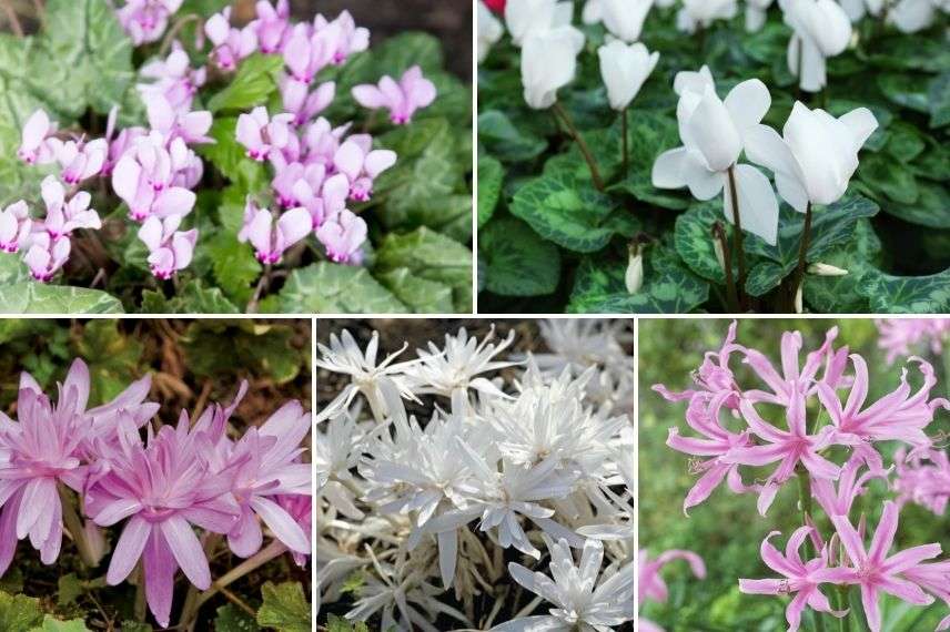 associer le cyclamen de naples dans une potée fleurie