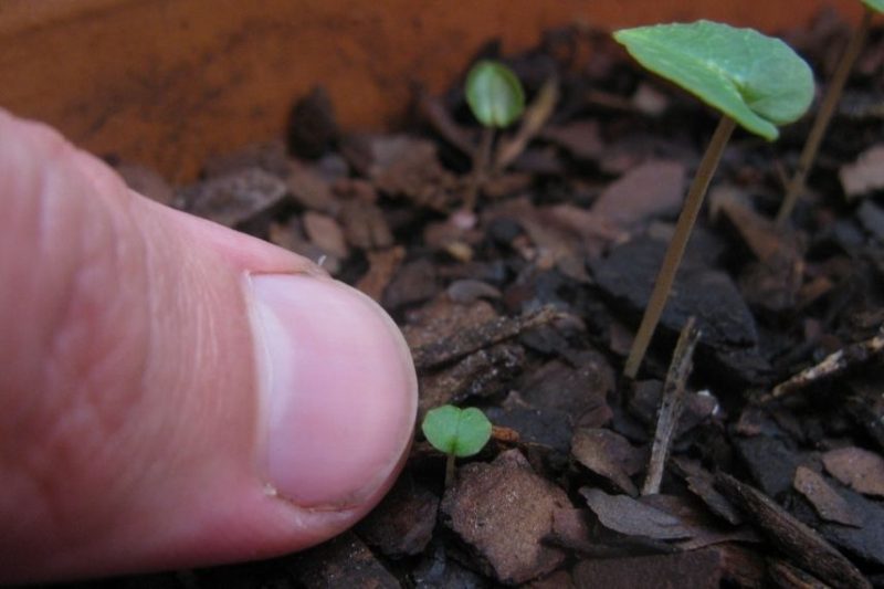 comment semer des cyclamens