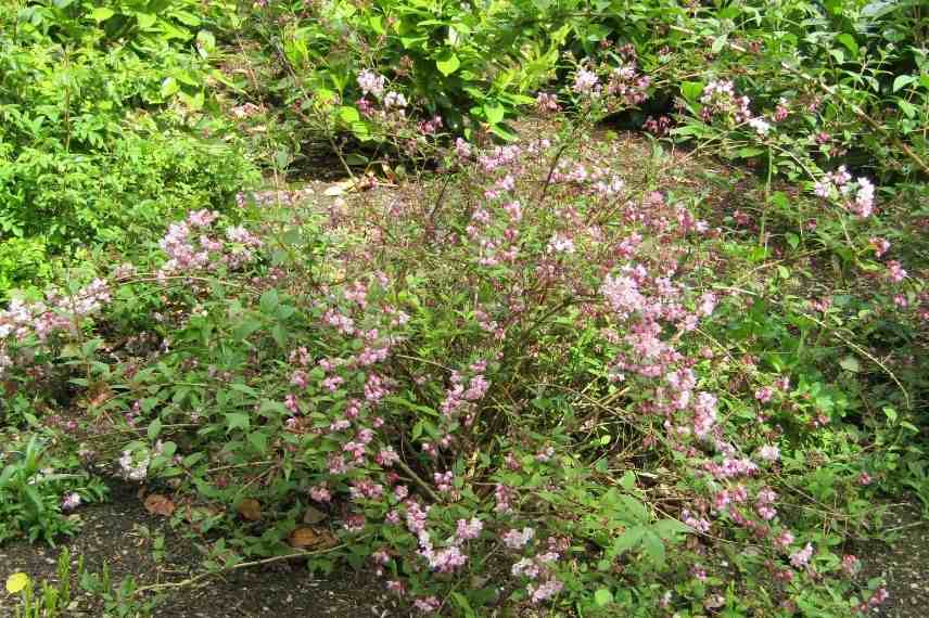 conseils pour tailler le deutzia