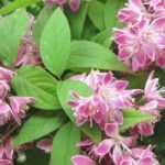 Deutzia : quand et comment le tailler ?