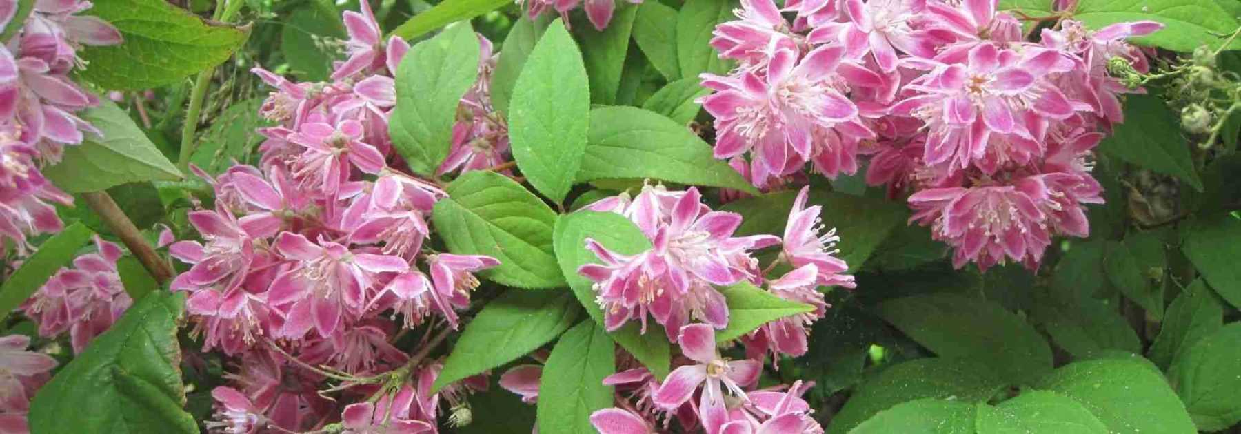 Deutzia : quand et comment le tailler ?