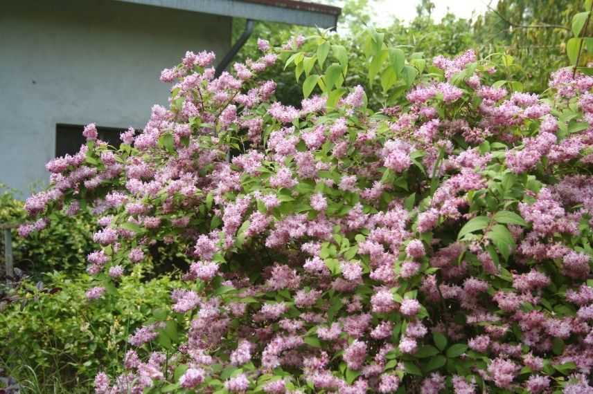 comment tailler un deutzia